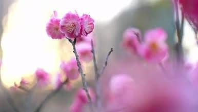 夏日粉色花卉实拍视频的预览图